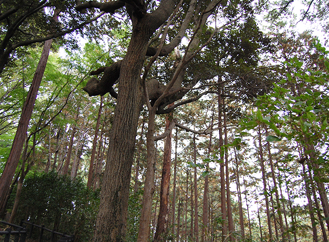 「西川材」２