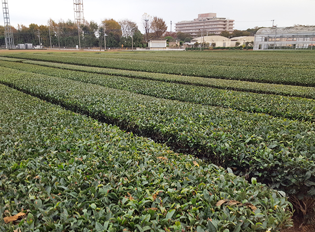 狭山茶の隠れた名産地、加工品もユニークかつ美味しい２